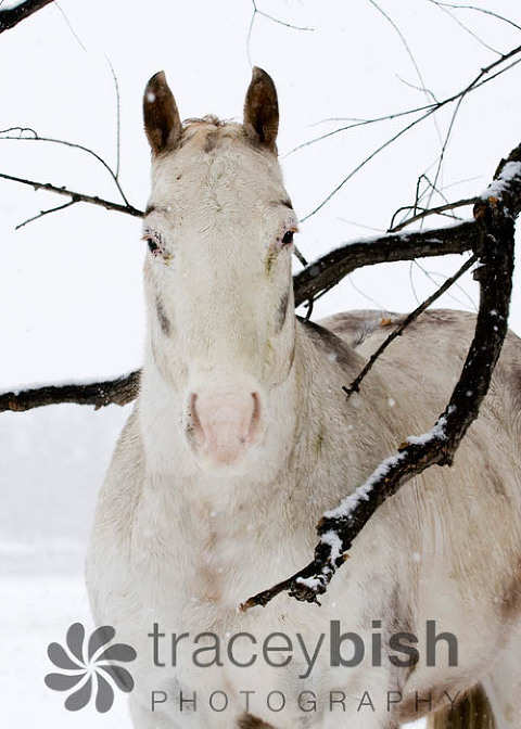 winterhorse